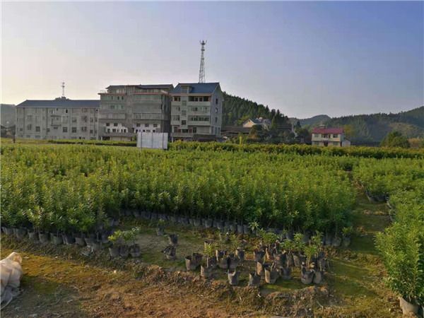 30直徑營(yíng)養(yǎng)杯楊梅苗