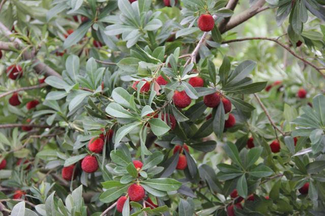 靖州和盈苗木有限公司-靖州縣斷根及移栽楊梅樹苗、桂花樹、柚子樹（黃金貢柚、紅心柚、沙田柚）、黃桃樹、大五星枇杷樹、美國紅楓、紅葉石楠