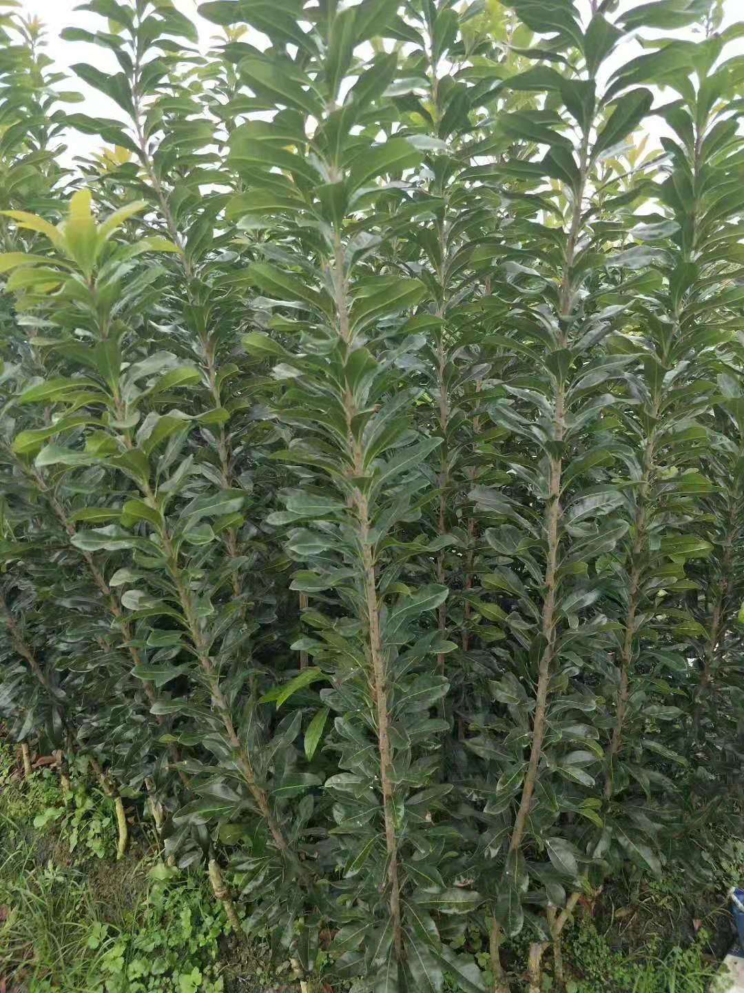 靖州和盈苗木有限公司-靖州縣斷根及移栽楊梅樹苗、桂花樹、柚子樹（黃金貢柚、紅心柚、沙田柚）、黃桃樹、大五星枇杷樹、美國紅楓、紅葉石楠