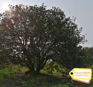 湖南森福木業有限公司,木結構別墅建造及制作,木涼亭建造及制作,木棧道建造及制作 湖南森福木業有限公司,木結構別墅建造及制作,木涼亭建造及制作,木棧道建造及制作