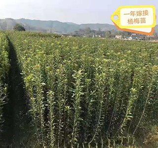 湖南森福木業有限公司,木結構別墅建造及制作,木涼亭建造及制作,木棧道建造及制作 湖南森福木業有限公司,木結構別墅建造及制作,木涼亭建造及制作,木棧道建造及制作